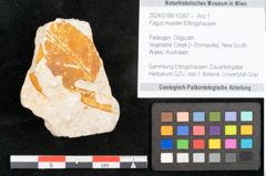Foto (Objekt + Etikett) von Fagus muelleri Ettingshausen (NHMW-GEO-2024-0188-10367)